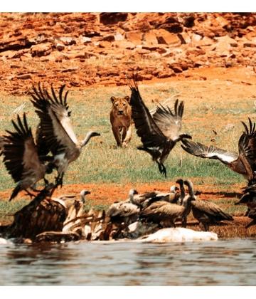 A Zimbabwe Adventure | Travel on a Lake Kariba African Safari, 2021